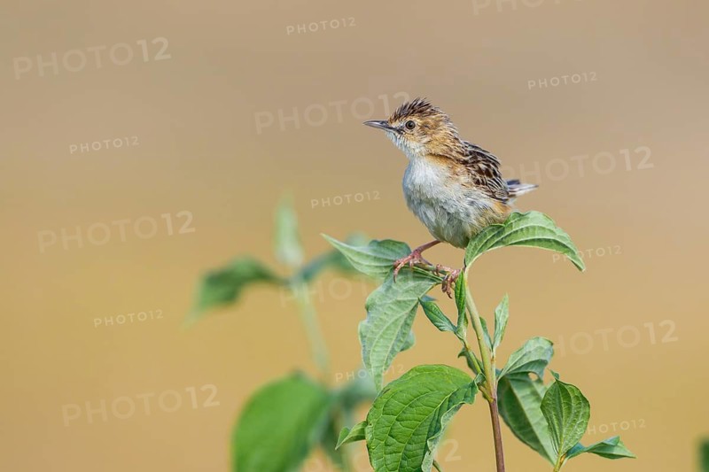 Zitting Cisticola (Cisticola juncidis) perched on a branch, Istria, Croatia