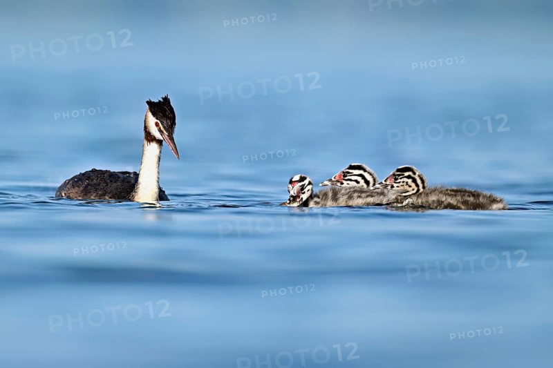 Great Crested Grebe (Podiceps scalloped ribbonfish), with three chicks swimming in the water, Lake Zug, Canton Zug, Switzerland