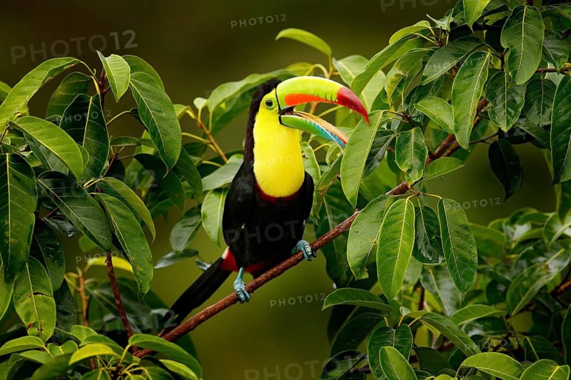 Toucan sitting on the branch in the forest, Boca Tapada, green vegetation, Costa Rica. Nature travel in central America. Keel-billed Toucan, Ramphastos sulfuratus, bird with big bill
