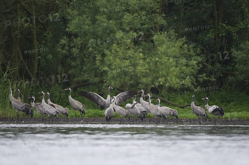 Common Crane (Grus grus), Mecklenburg-Western Pomerania, Germany