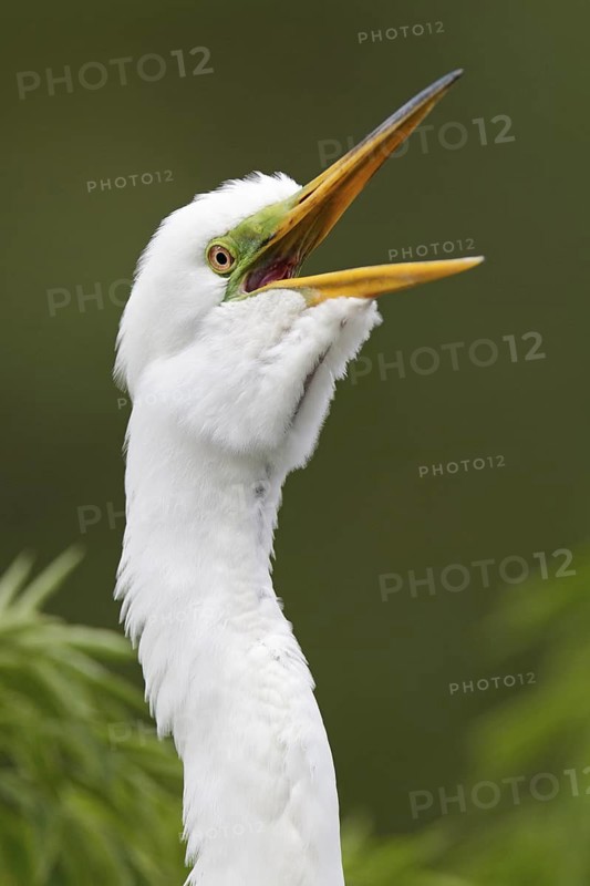 Great Egret (Ardea alba), Florida, USA