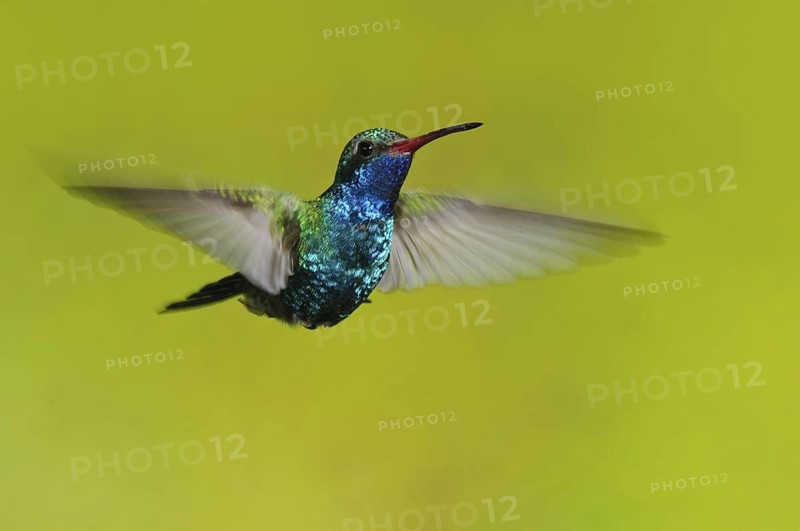 Broad-billed Hummingbird (Cynanthus latirostris), Arizona, USA