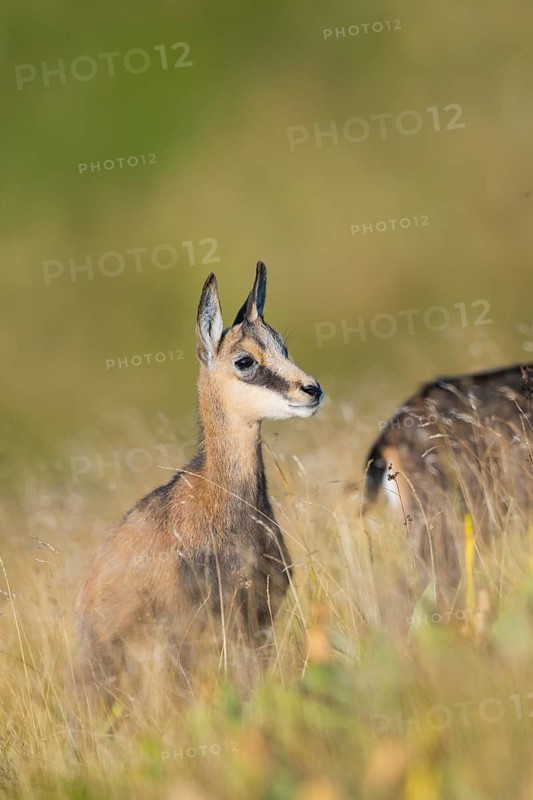 Chamois (Rupicapra rupicapra) youngster on a meadow in the Vosges Mountains, wildlife, France