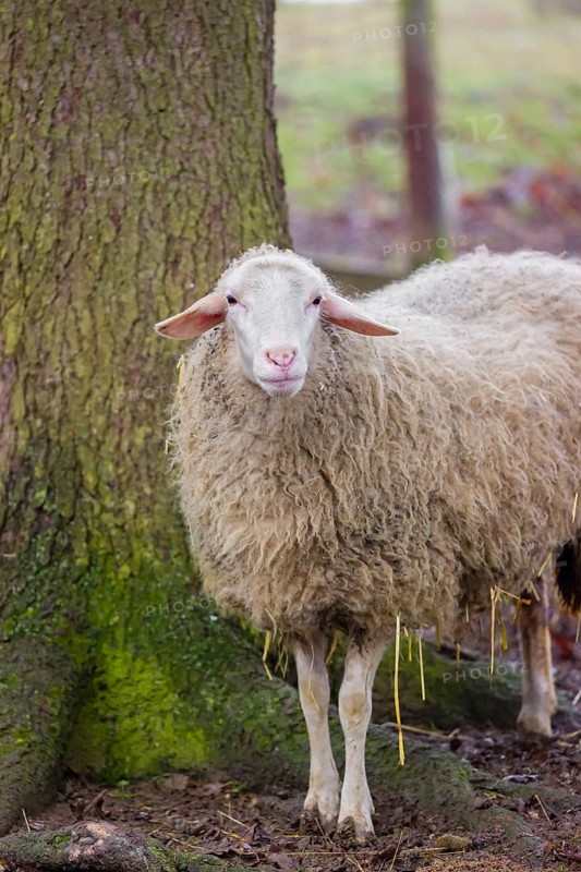 A female Waldschaf, Ovis gmelini aries, stands on a pasture