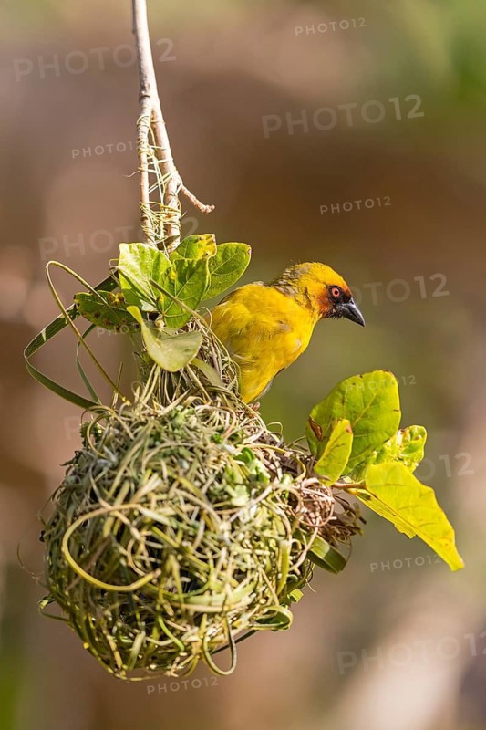 Ruppell's Weaver, Rueppell's Weaver, (Ploceus galbula), weaver bird building a nest, weaver birds, Ayn Hamran, Salalah, Dhofar, Oman