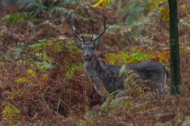 Fallow deer (Dama dama) are called Knieper or Sprossler in the 3rd year of life, in the 4th year of life they are called Löffler, Eichelmast, autumn, Brunft, Damhirschbrunft, October, Germany