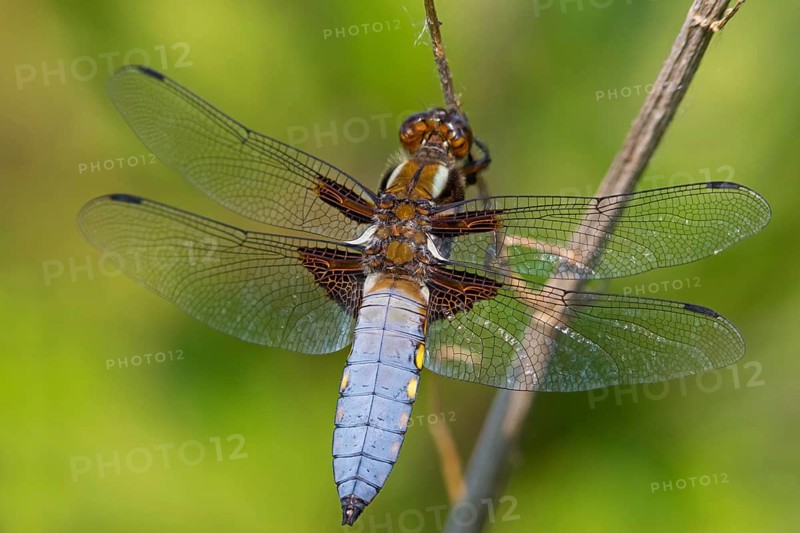Four-spotted damselfly, (Libellula quadrimaculata), dragonfly, damselfly, dragonfly, insect, insects, view, reservoir Westhofen, district Worms, Rhineland-Palatinate, Germany
