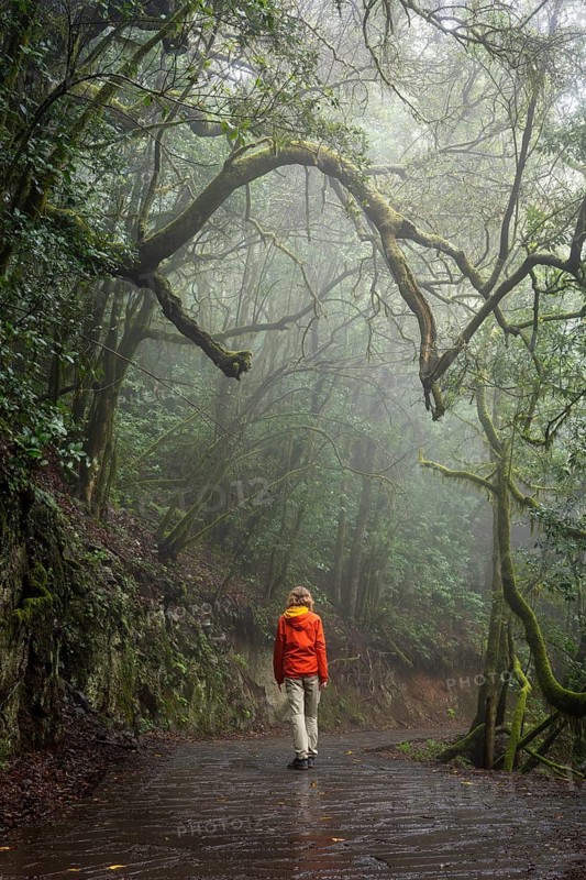 A hiker on a hiking trail in the cloud forest. Foggy weather. Garajonay National Park, La Gomera, Canary Islands, Spain