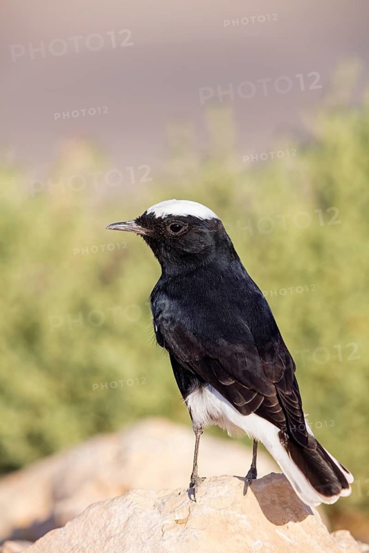 Saharasteinschmätzer, White-crowned, Black Wheatear, White-tailed Wheatear, Oenanthe leucopyga, Traquet à tête blanche, Collalba Negra de Brehm