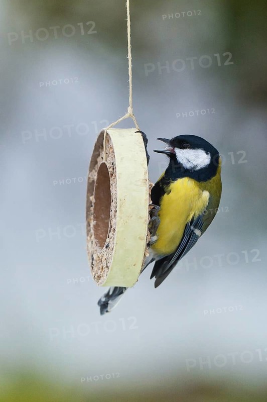 Great Tit (Parus major), Schleswig-Holstein, Germany