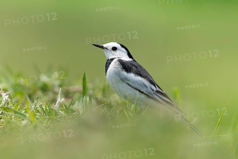 White Wagtail (Motacilla alba) standing in a lush green field, sreepur, Gazipur, bangladesh