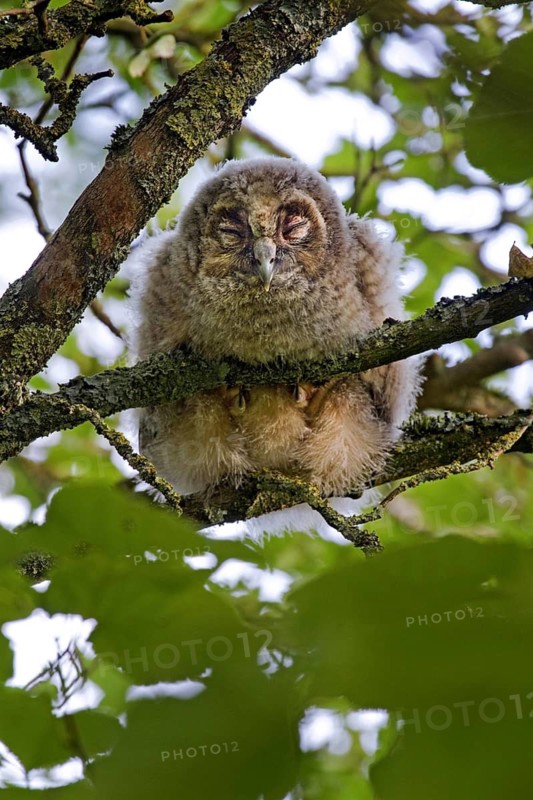 Long-eared owl (Asio otus) (Strix otus) young perched in tree, Belgium