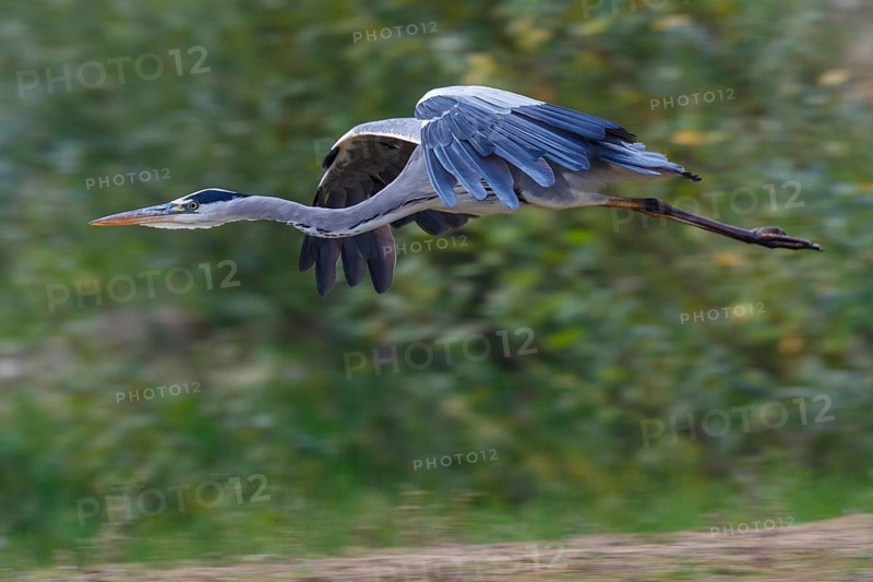Grey Heron (Ardea cinerea) flying, North Rhine-Westphalia, Germany