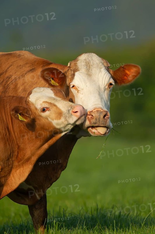 Domestic cattle or cow (Bos taurus) adult mother and juvenile baby calf farm animals in a grass field in summer, England, United Kingdom