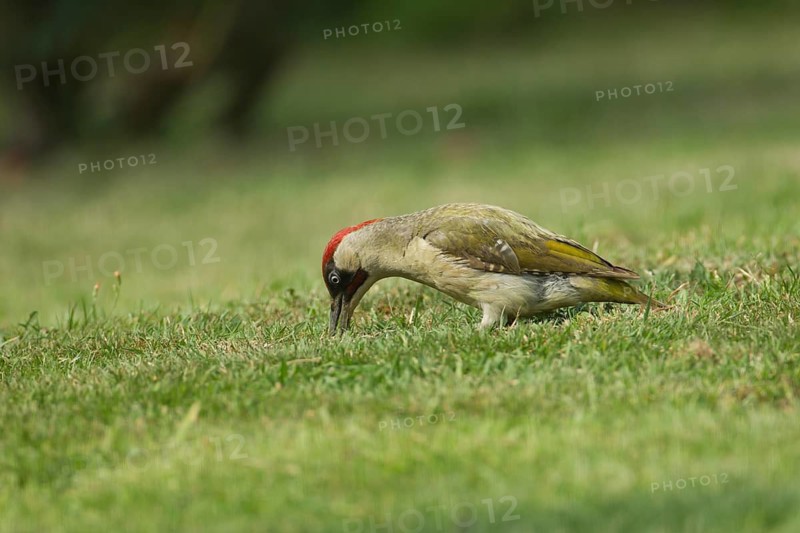 Green woodpecker (Picus viridis) adult bird feeding on a garden grass lawn, Norfolk, England, United Kingdom