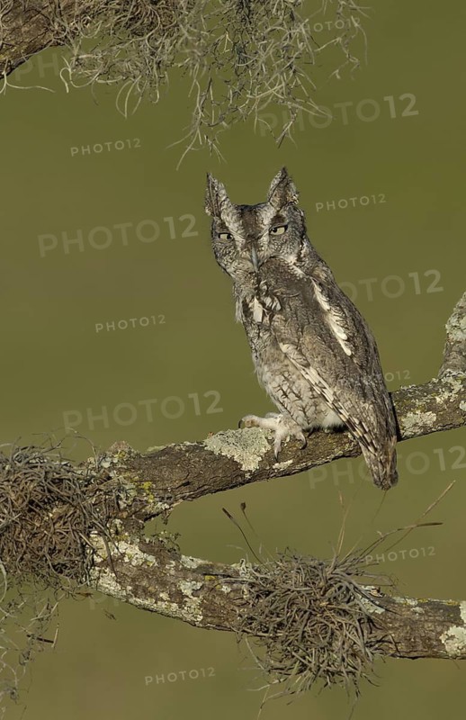 Eastern Screech Owl (Megascops asio), Texas, USA