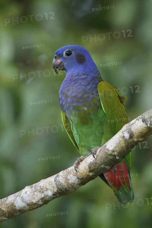 Blue-headed Parrot (Pionus menstruus), Manu National Park, Peru