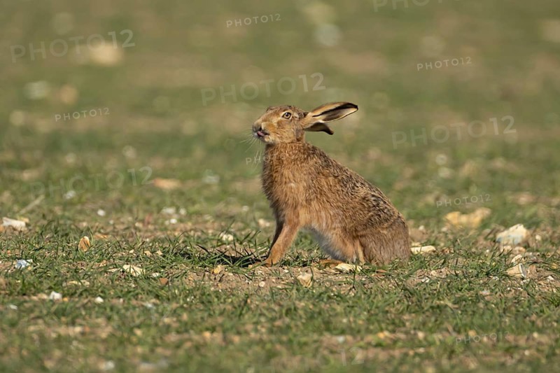 European brown hare (Lepus europaeus) adult animal in a farmland cereal field, England, United Kingdom