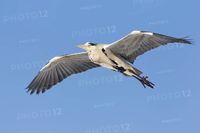 Grey Heron (Ardea cinerea) flying, Berlin, Germany