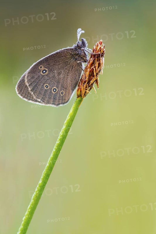 Brauner Waldvogel, Aphantopus hyperantus Ringlet, Aphantopus hyperantus