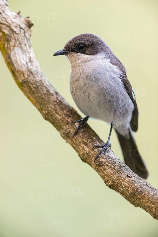 Sigelus silens, Fiscal Flycatcher, Gobemouche fiscal, Papamoscas fiscal, Garden Route National Park, Wilderness Section, Wilderness, Western Cape, South Africa