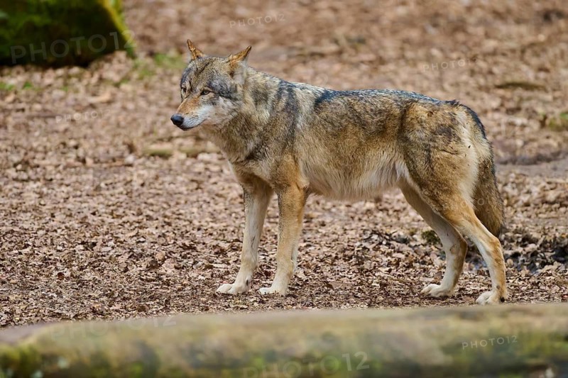 A standing wolf on leafy ground in alert pose, Wolf (Canis Lupus), Germany