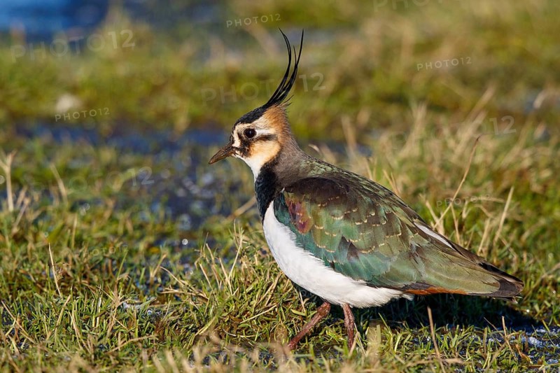 Northern Lapwing (Vanellus vanellus) male, Netherlands