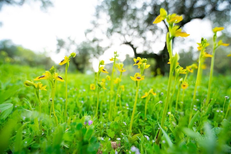 Bright yellow wildflowers bloom against a soft background of a verdant Andalusian meadow, showcasing the region's diverse flora, including native orchids