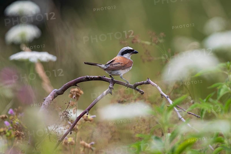 Red-backed shrike (Lanius collurio) Male sitting on a branch in a flowering area with white and red flowers of tall shrubs in summer, Baden-Württemberg, Germany