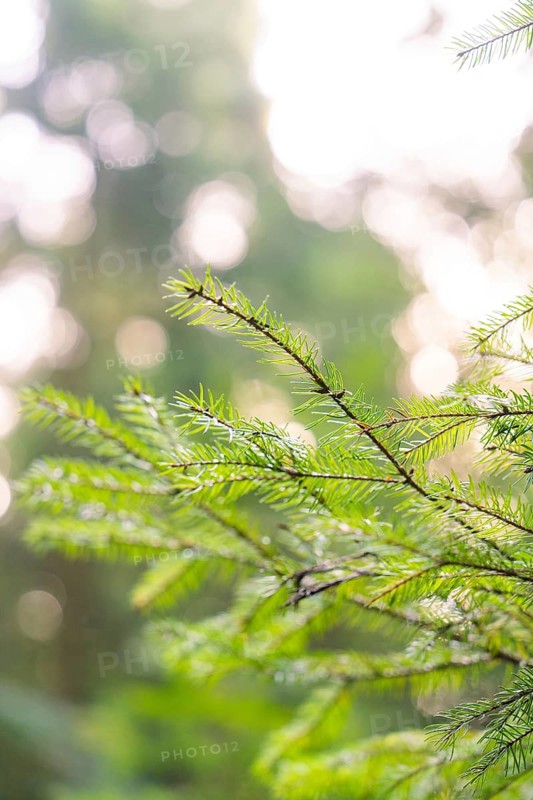 Close-up of green coniferous branches with soft bokeh in the background, district of Calw, Black Forest, Germany