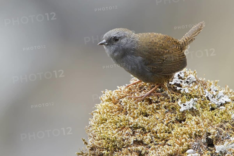 Puna Tapaculo (Scytalopus simonsi) perched on a rock in Bolivia, South America