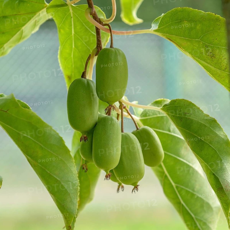 Mini kiwi (Actinidia arguta AMBROSIA),  Germany