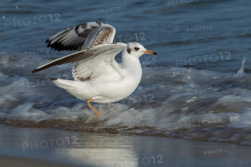 Black-headed Gull (Chroicocephalus ridibundus), Mecklenburg-Western Pomerania, Germany