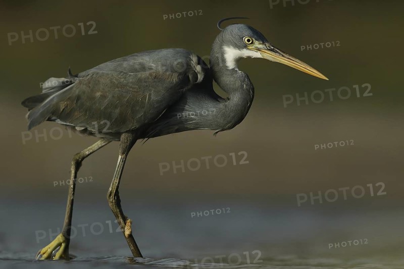 Western Reef Heron (Egretta gularis) foraging, Maharashtra, India