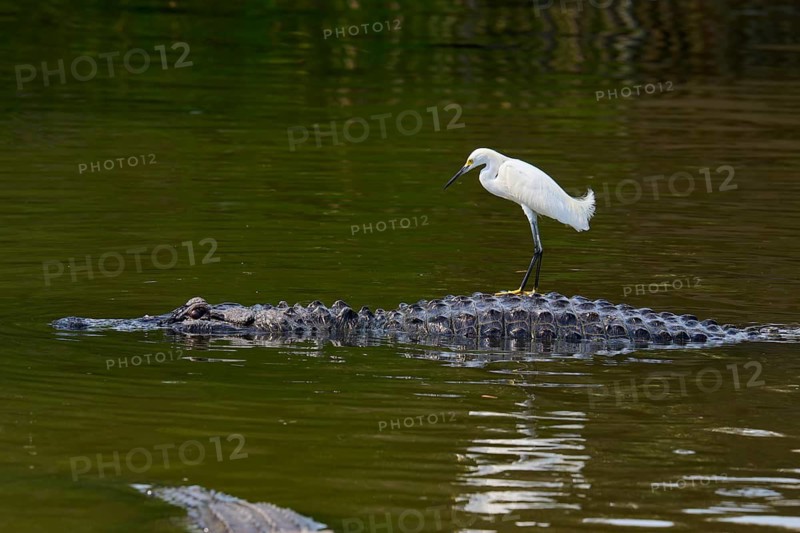 A heron stands still on a crocodile moving slowly in the water, Great Egret (Egretta thula), American Alligator (Alligator mississippiensis), Orlando, Florida, USA