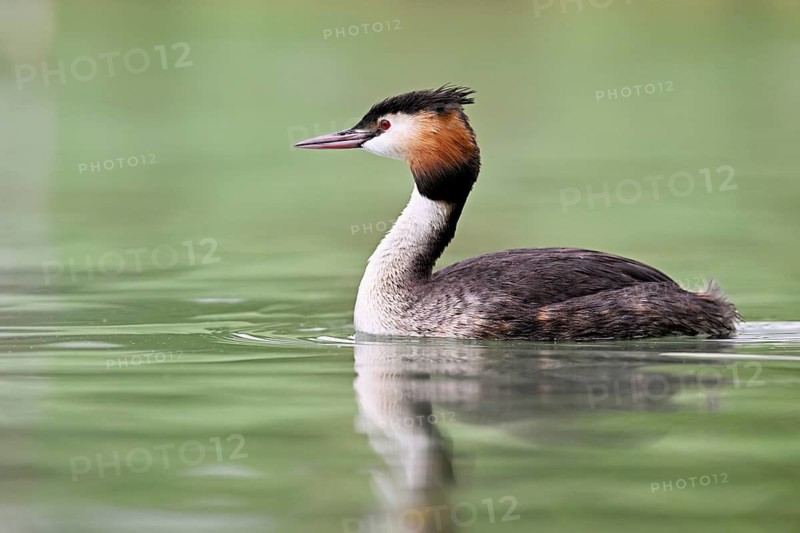 Great Crested Grebe (Podiceps Scalloped ribbonfish), swimming in the water, Lake Zug, Canton Zug, Switzerland