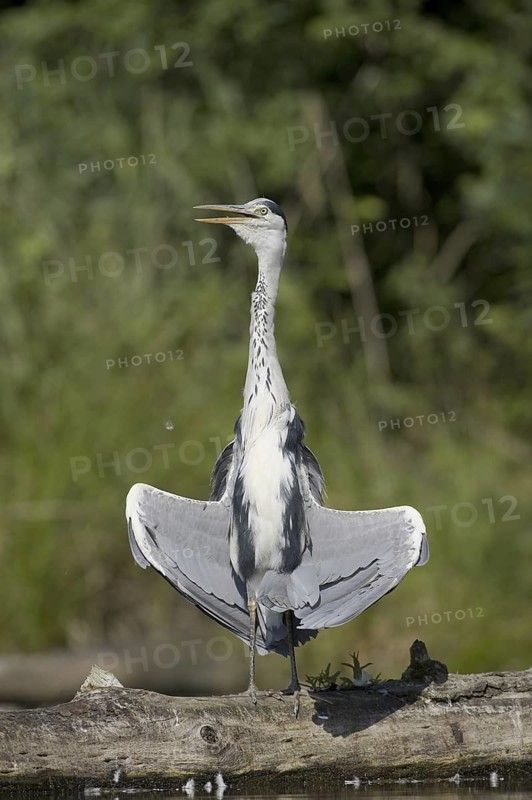 Grey Heron (Ardea cinerea), Saxony, Germany