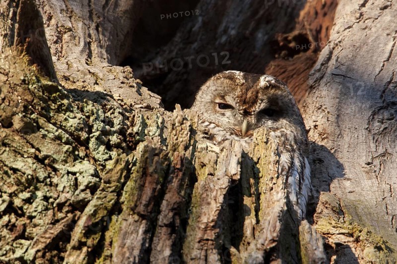 Tawny Owl (Strix aluco), Baden-Wuerttemberg, Germany