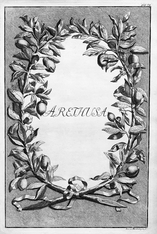 Arethusa, wreath of lemon branches with citrus fruits, title page, copper engraving or copper etching by Johann Christoph Volkamer or Volckamer, from Nürnbergische Hesperides oder gründliche Beschreibung der Edlen Citronat, Citronen, und Pomerantzen-Früchte, Nuremberg 1708, 1714