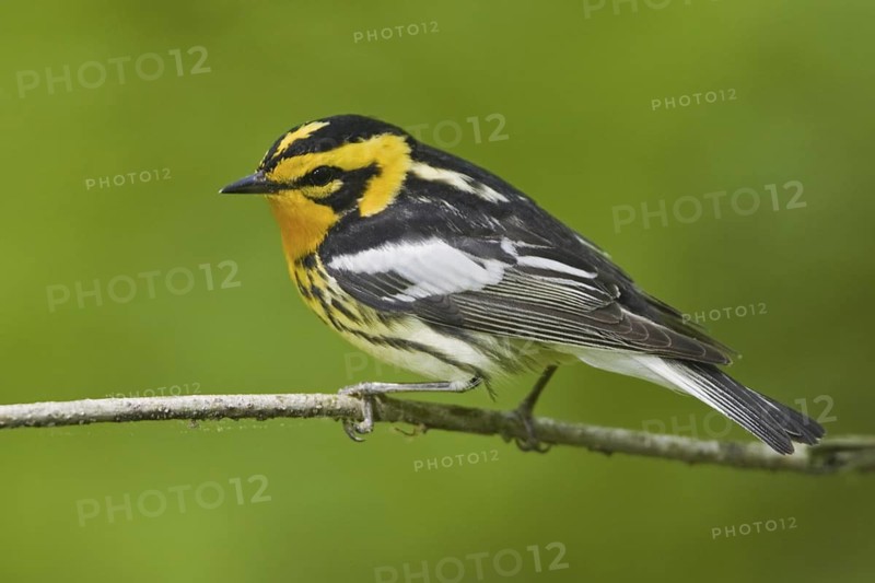 Blackburnian Warbler (Setophaga fusca) male, Ontario, Canada