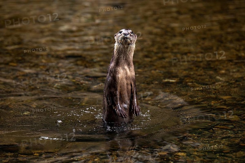 A single nutria stands alert in the clear waters of Khao Sok National Park, located in Surat Thani Province, Thailand, showcasing its vigilant gaze and wet fur