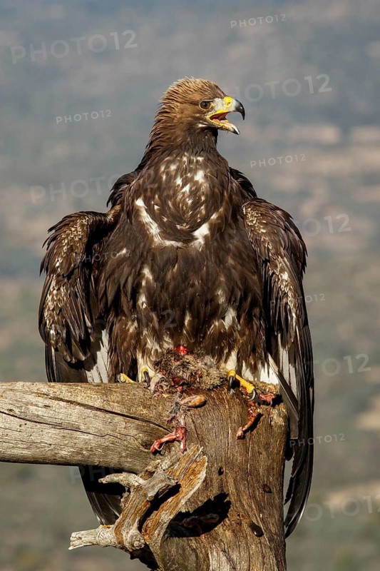 Golden Eagle (Aquila chrysaetos) immature, first winter plumage eating a rabbit, Castile and Leon, Spain