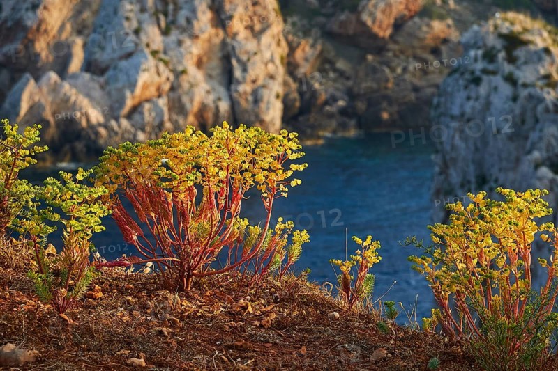 Plants with yellow leaves and sea views, framed by rocks in the sun, morning light, Tsichli Babas islet, Navarino Bay, Pylos, Peloponnese, Greece