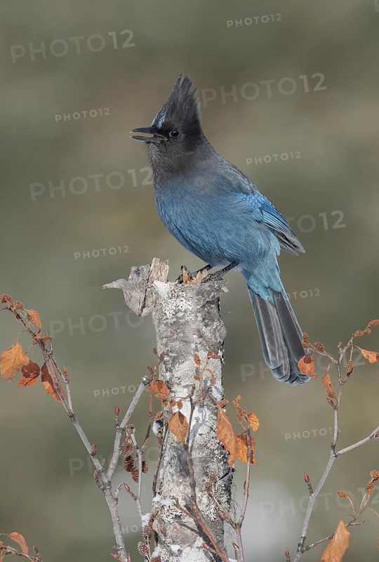 Steller's Jay (Cyanocitta stelleri) singing, perched on a log, Alaska, USA