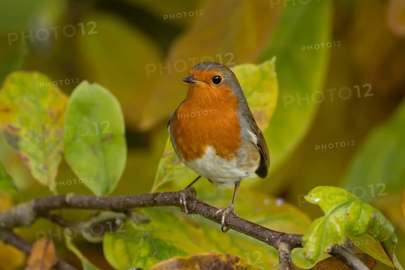 European robin (Erithacus rubecula) adult garden bird amongst autumn leaves of a garden Magnolia tree, Suffolk, England, United Kingdom
