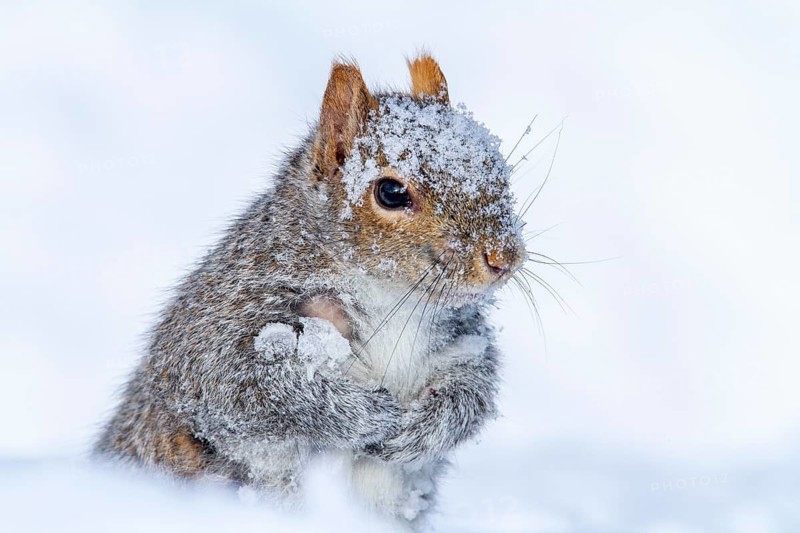 Eastern gray squirrel (sciurus carolinensis) sitting in snow and watching, Montreal botanical garden, province of Quebec, Canada