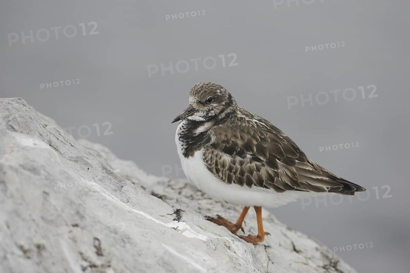 Ruddy Turnstone (Arenaria interpres), New Jersey, USA