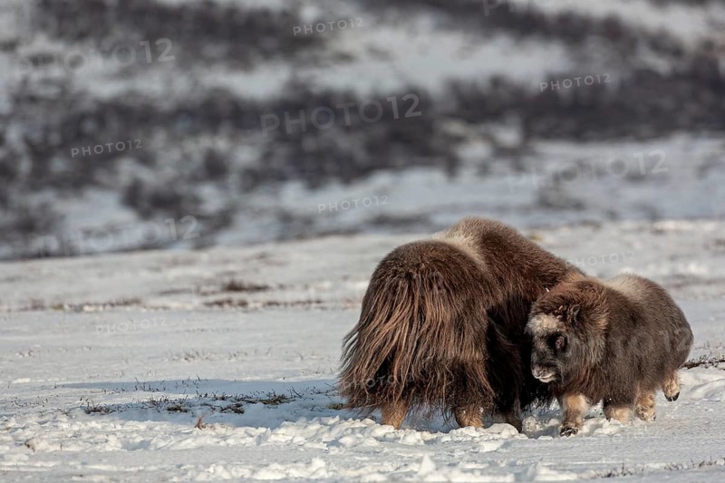 The mother of the musk ox calf (Ovibos moschatus) has stood up and reacts aggressively towards it, headbutting it in the side, baby animals, winter, snow, cold, Tundra landscape, October, Norway