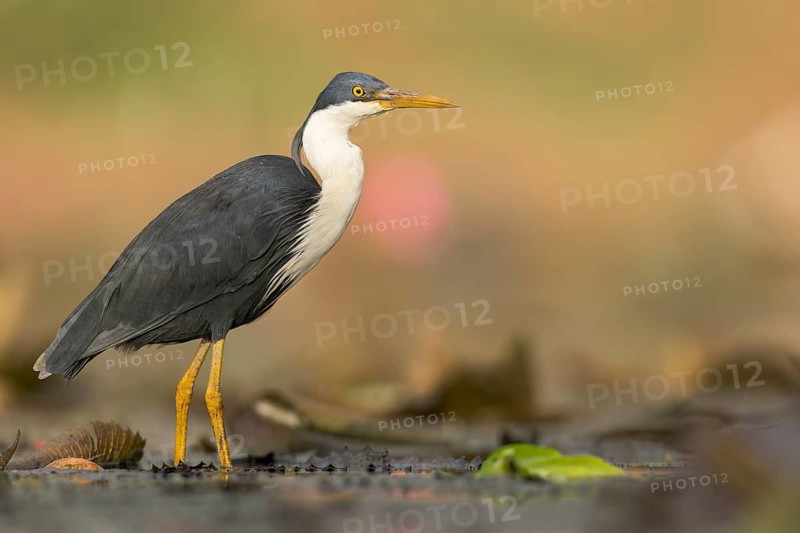 Pied Heron (Egretta picata) in a wetland area in Papua New Guinea
