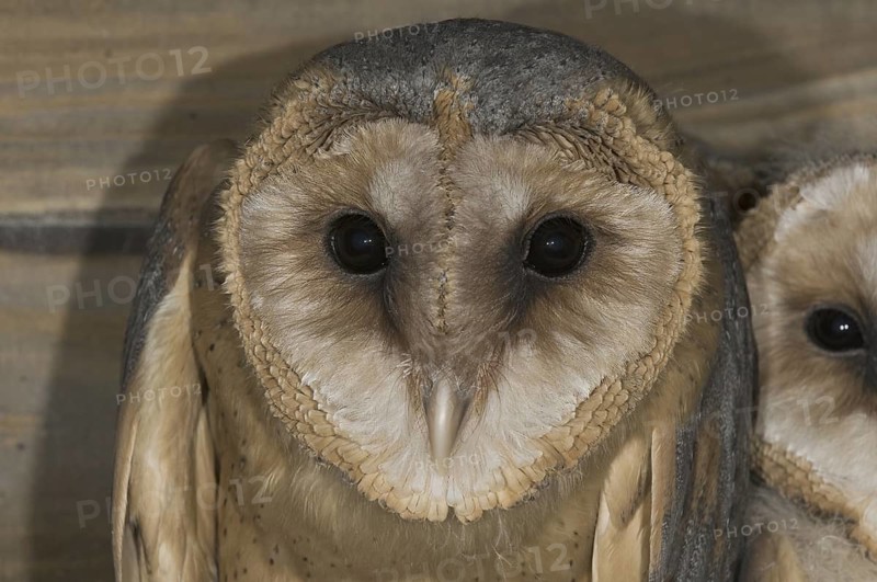 Western Barn Owl (Tyto alba) juvenile, Saxony, Germany